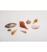 Lade das Bild in den Galerie-Viewer, Muscheln
