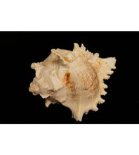 Lade das Bild in den Galerie-Viewer, Muscheln
